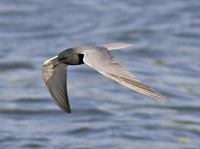 Black Tern